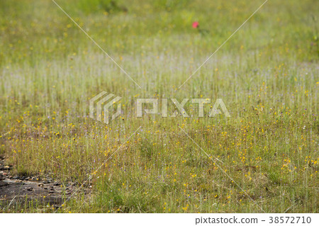 Pha Taem National Park Pha Taem National Park 38572710