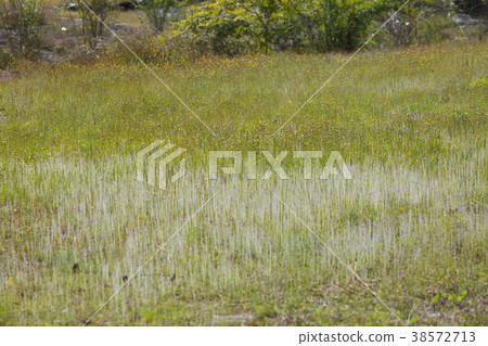 Pha Taem National Park Pha Taem National Park 38572713