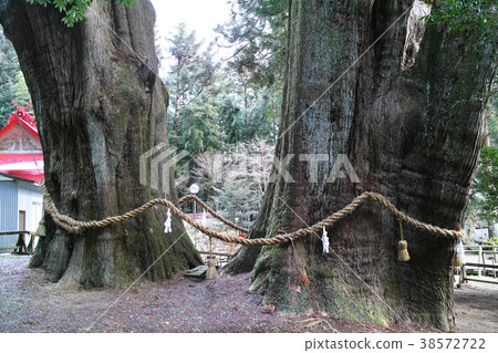 Osugi of Kochi cedar 38572722