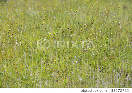 Pha Taem National Park Pha Taem National Park 38572723