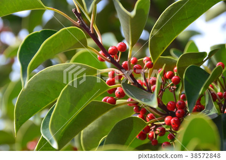 Senryou fruit (Toyama Prefecture Toyama City Iwase) Senryou fruit (Toyama Prefecture Toyama City Iwase) 38572848