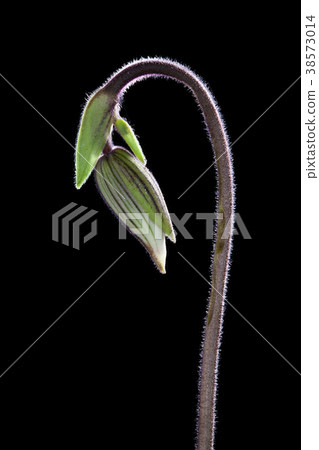 Paphiopedilum orchid or Lady's Slipper orchid. Paphiopedilum orchid or Lady's Slipper orchid. 38573014