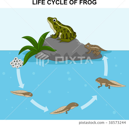 Illustration of frog life cycle Illustration of frog life cycle 38573244
