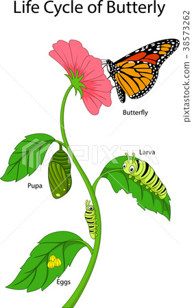 Illustration of a monarch butterfly life cycle Illustration of a monarch butterfly life cycle 38573262