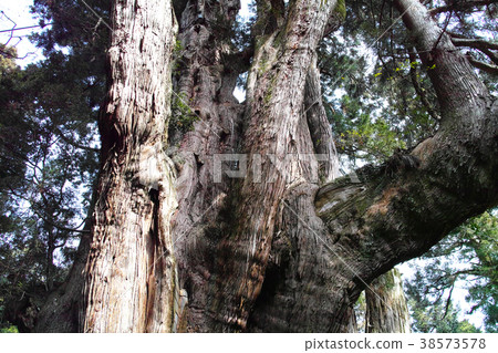 Osugi of Kochi cedar 38573578