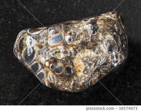 tumbled Turritella Agate gem stone on dark 38574073