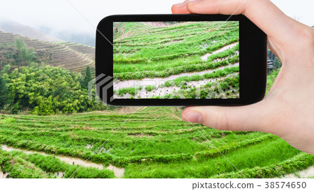 tourist photographs rice beds on terraced field tourist photographs rice beds on terraced field 38574650