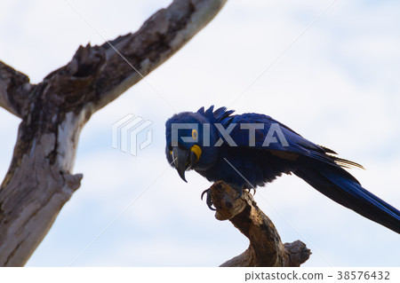 Couple of Hyacinth macaw, Brazilian wildlife 38576432