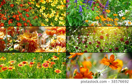 Set panoramic photos flowering flowers. 38576692