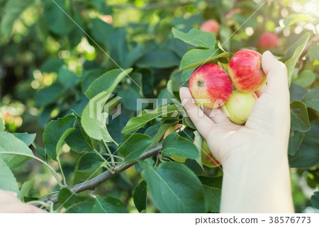 A woman hand picking a red ripe apple from the A woman hand picking a red ripe apple from the 38576773