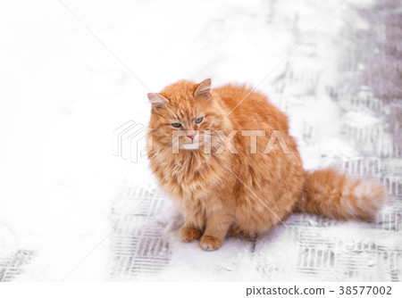 Cute Young Ginger Cat In The Snow Stock Photo 38577002 Pixta