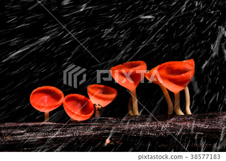 close up mushroom fungi cup in the forest 38577183
