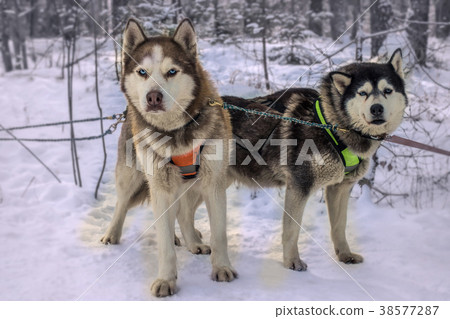 Sled dog racing alaskan malamute snow competition 38577287