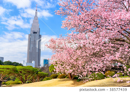 Tokyo, Japan Spring 38577439