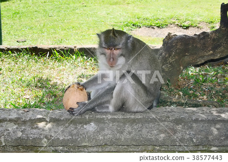 Monkey with coconut in the park 38577443
