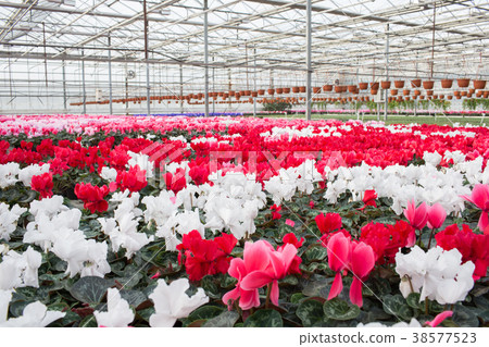 cultivation of houseplants in a greenhouse cultivation of houseplants in a greenhouse 38577523