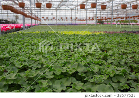 Plantation with flowers in a pot Plantation with flowers in a pot 38577525