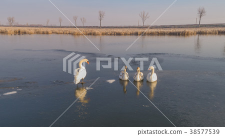 white swan in winter white swan in winter 38577539