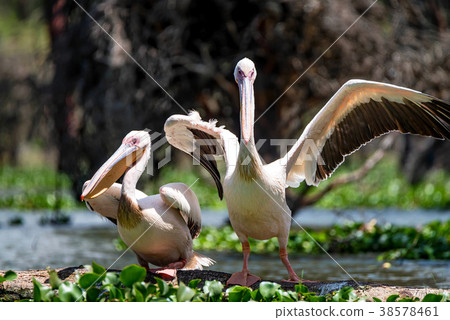 Two great white pelicans or Pelecanus onocrotalus Two great white pelicans or Pelecanus onocrotalus 38578461
