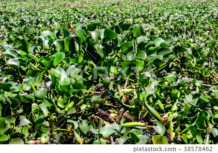 Water Hyacinth or Eichhornia crassipes 38578462