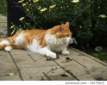 cat caught a mouse 38578643