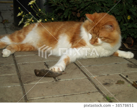 cat caught a mouse 38578651