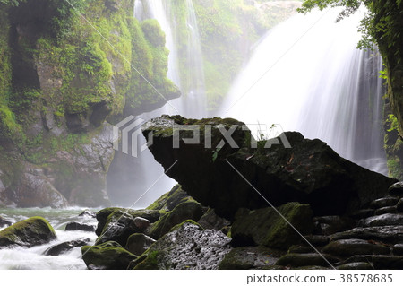 Yellow cattle waterfall 38578685