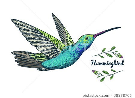 Small hummingbird. Rufous bird. Exotic tropical 38578705