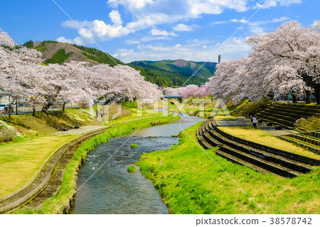 A row of cherry blossom trees along Imadegawa 38578742