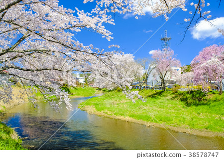 Cherry blossoms in Ishikawa-cho in spring 38578747
