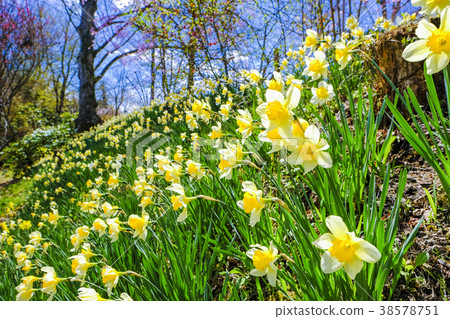 Narcissus blooming hill 38578751