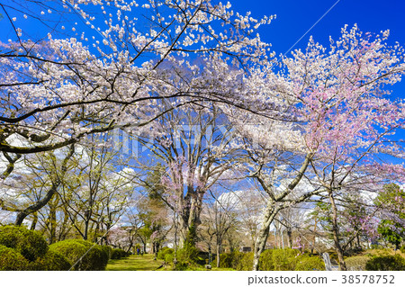 在Tanagura城堡廢墟的櫻花 38578752