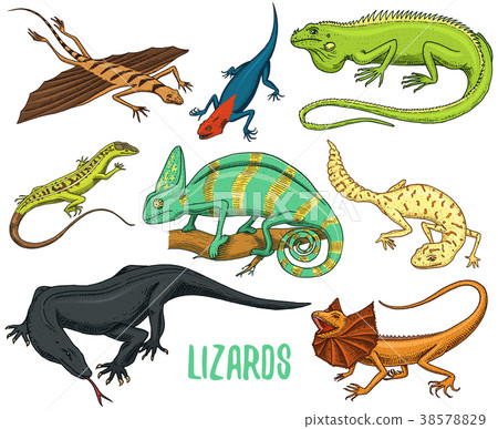 Chameleon Lizard, green iguana, Komodo dragon 38578829