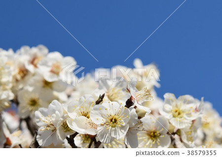 Early spring plum blossoms (eco image) Mitsubachi bees honey bees plum blossoms spring Early spring plum blossoms (eco image) Mitsubachi bees honey bees plum blossoms spring 38579355