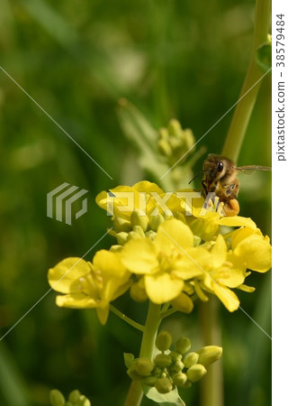 Rape blossoms and honeybees Rape blossoms Bees honeybees Noda Town Izumi City Kagoshima Prefecture Rape blossoms and honeybees Rape blossoms Bees honeybees Noda Town Izumi City Kagoshima Prefecture 38579484