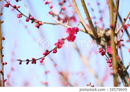 花紅色花 38579609