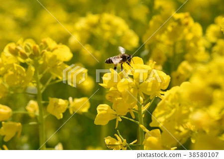 Nanohana Farm Spring Sparkle Rape Flower Bee Mitsubake Nature Cultivation Honey Insect Yellow Flower Spring Nanohana Farm Spring Sparkle Rape Flower Bee Mitsubake Nature Cultivation Honey Insect Yellow Flower Spring 38580107
