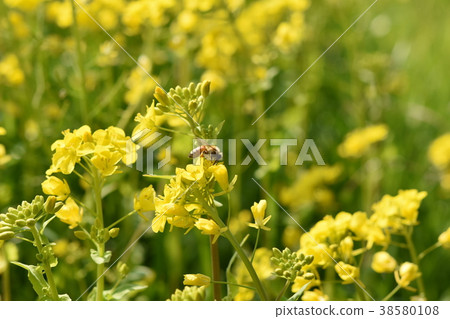 Nanohana Farm Spring Sparkle Rape Flower Bee Mitsubake Nature Cultivation Honey Insect Yellow Flower Spring Nanohana Farm Spring Sparkle Rape Flower Bee Mitsubake Nature Cultivation Honey Insect Yellow Flower Spring 38580108