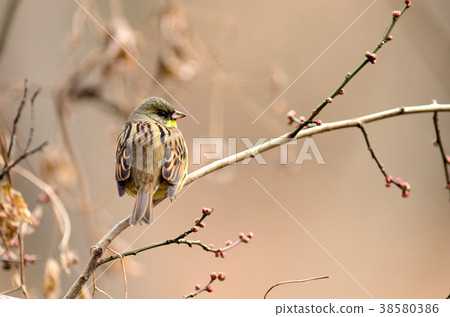 早春的早晨 38580386