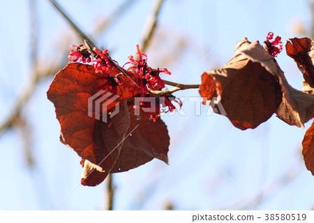 Flower of Aka Bana Mansaku 38580519