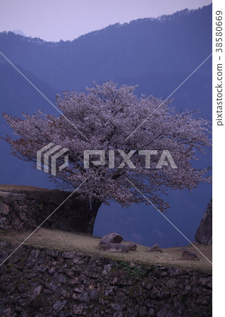 1棵櫻花樹 38580669