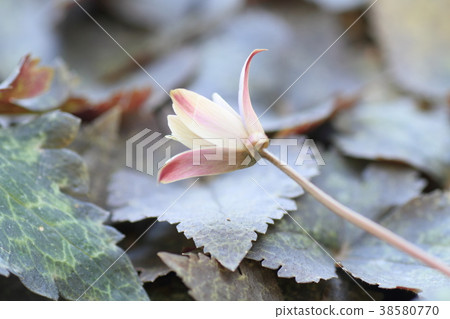 雪嗓子花 38580770