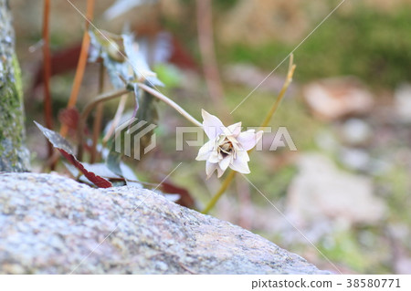 雪嗓子花 38580771