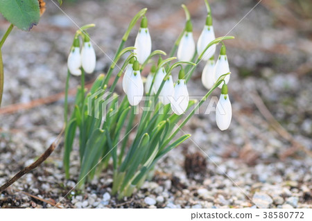 雪花蓮的花朵 38580772