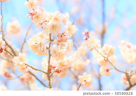 Spring Has Come Stock Photo