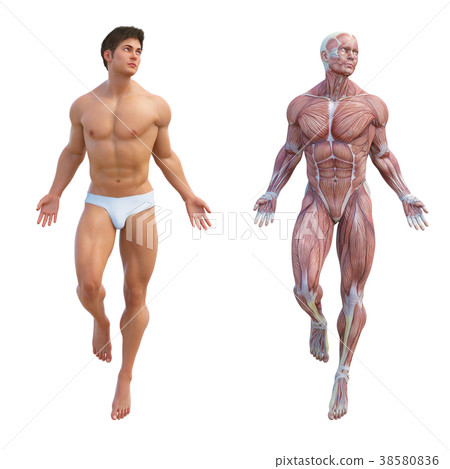 男性解剖學肌肉3DCG例證材料 男性解剖學肌肉3DCG例證材料 38580836