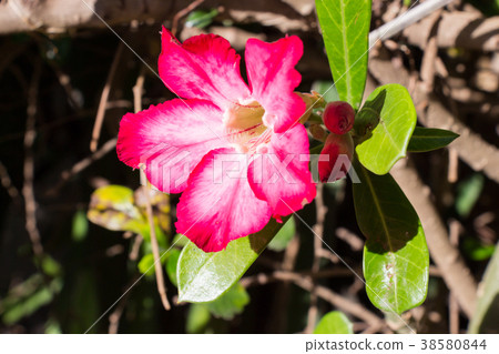 Azalea flower red flower petal on leaf color green Azalea flower red flower petal on leaf color green 38580844