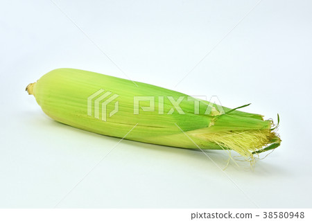 corn  38580948
