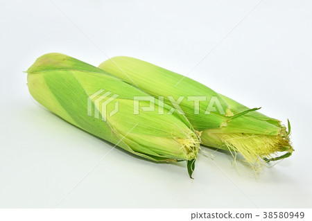 corn  38580949
