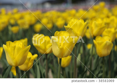 Tulip field Tulip field 38581069